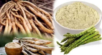 Shatavari Powder : సంతానోత్పత్తికి ఈ చూర్ణం అద్భుతంగా పనిచేస్తుంది .. ఇంతకీ ఏంటది? ఎలా తీసుకోవాలంటే…?