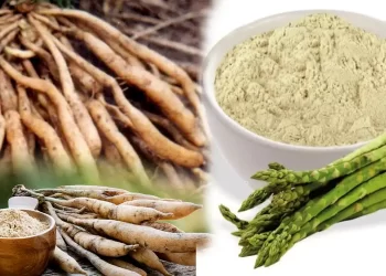 health-benefits-of-shatavari-powder