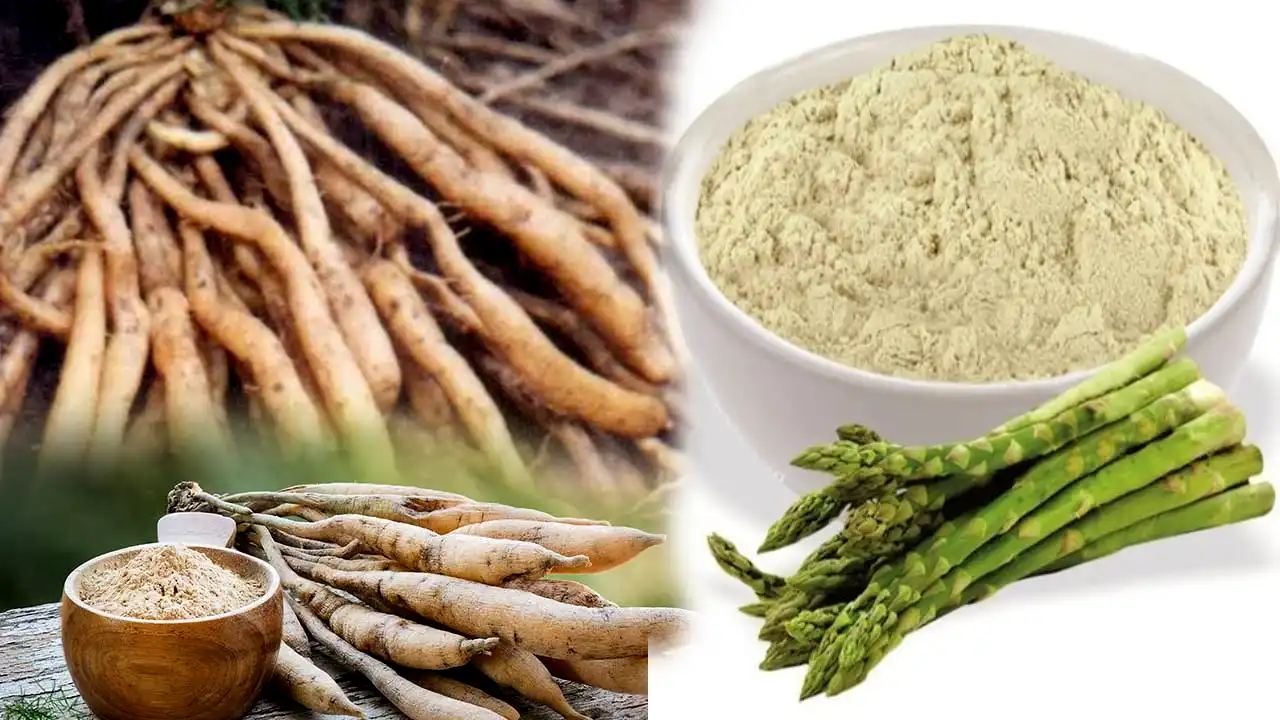 health-benefits-of-shatavari-powder