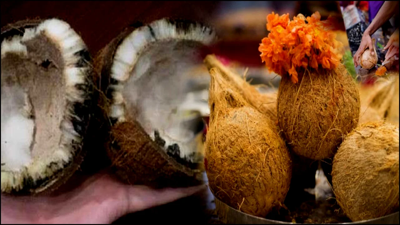 If your coconut spoiled at the time of worship, What will Happen