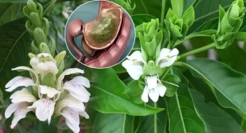 Vacha Sweet Flag : ‘వస’తో డైజేషన్, నొప్పులు, కొలెస్టరాల్‌కు చెక్.. ఇంకెన్నో ఉపయోగాలు తెలుకోండిలా..!