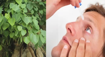 Eye Cataracts : రావి చెట్టు ఆకులతో కంటి శుక్లాలకు చెక్ పెట్టవచ్చు.. ఎలాగో చూడండి..!