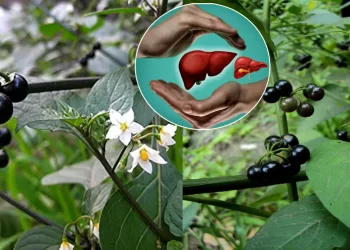 Kamanchi plant uses for liver problems in telugu