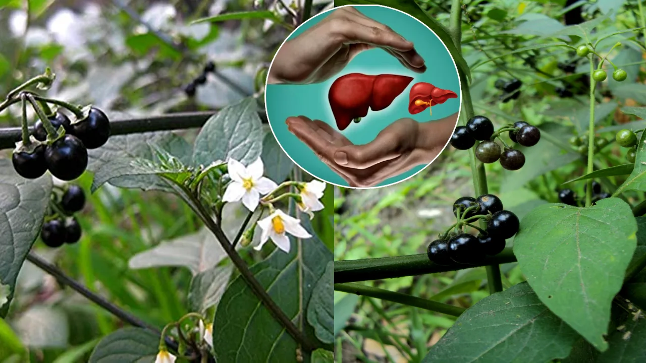 Kamanchi plant uses for liver problems in telugu