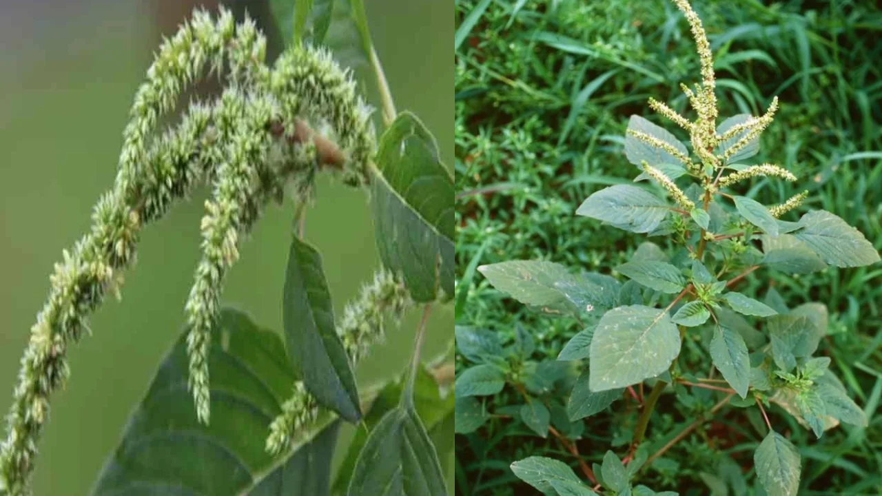 Mulla Thota Kura Health benefits in telugu, phyto-antidotes used for snakebite