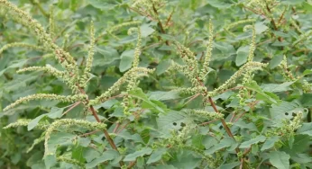 Mulla Thota Kura : ముళ్ళ తోటకూరలో అద్భుతమైన ఔషధగుణాలు.. పాము, తేలు కాటు విషాన్ని కూడా తీసేయగలదు..!