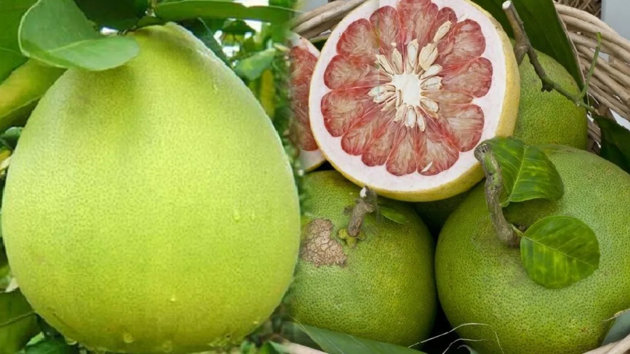 Pomelo Fruit _ what should osteoporosis Patients eat, Pomelo Fruit for bone health