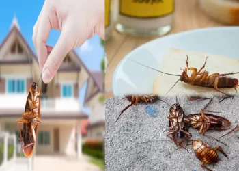 cockroach get rid with sugar