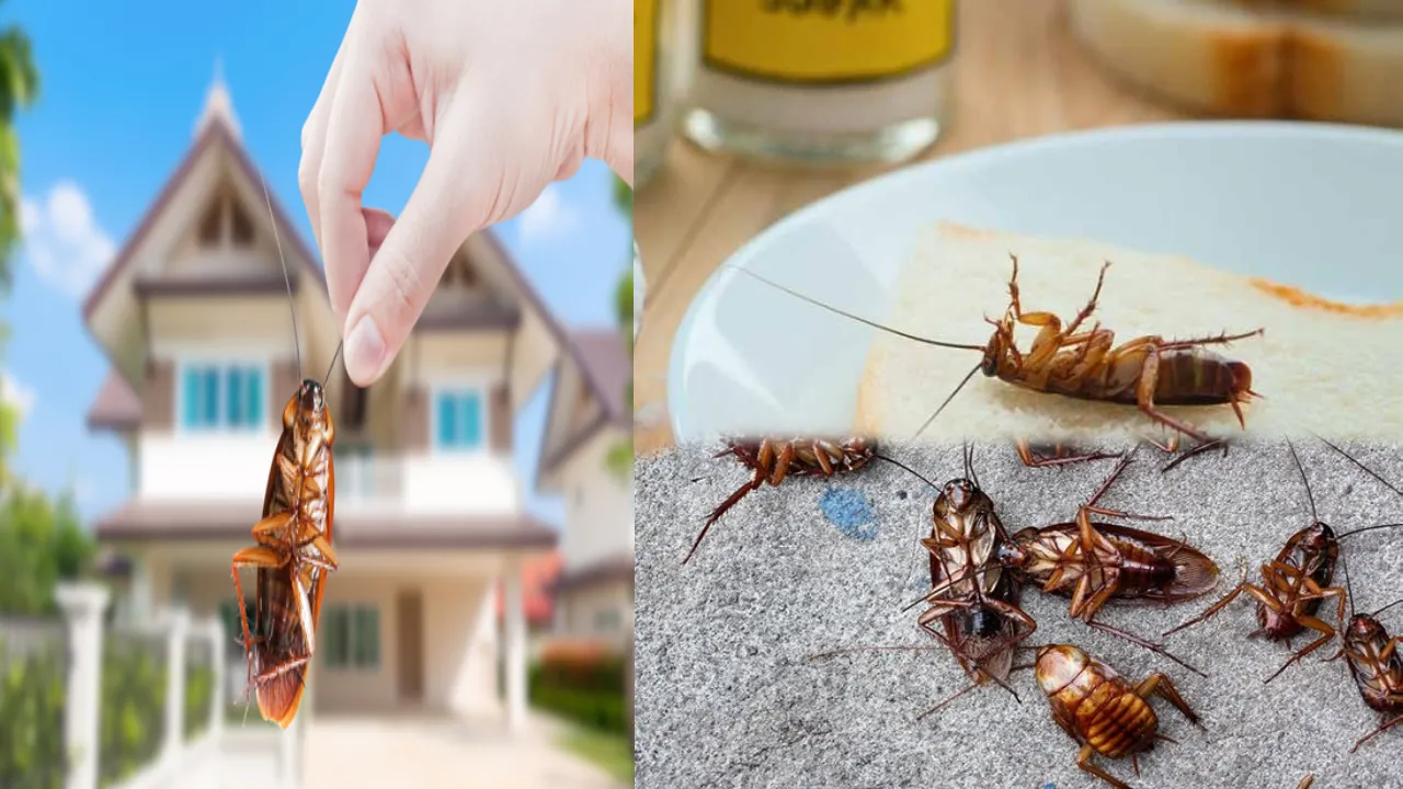 cockroach get rid with sugar