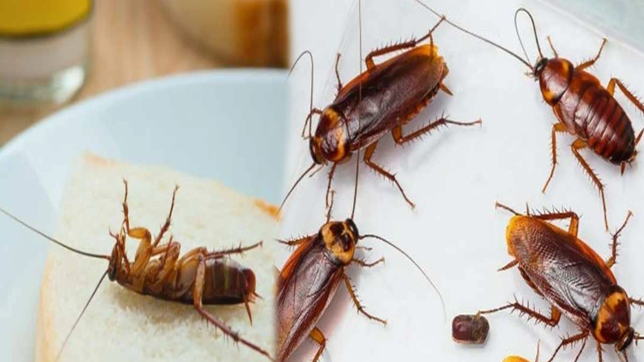 Kitchen Remedies : How to Kill Roaches Naturally With Sugar and Baking Soda