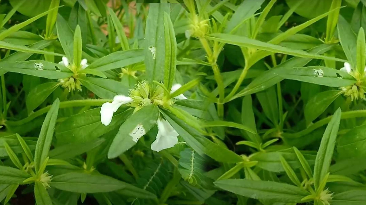 thummi chettu health benefits in telugu