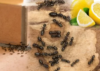 Ants in House : how to get rid of ants in your house without killing them in telugu