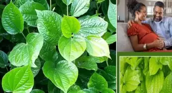 Tamalapaku benefits : సంతాన సామర్థ్యం పెరగాలంటే… ఈ ఆకులు తినండి..