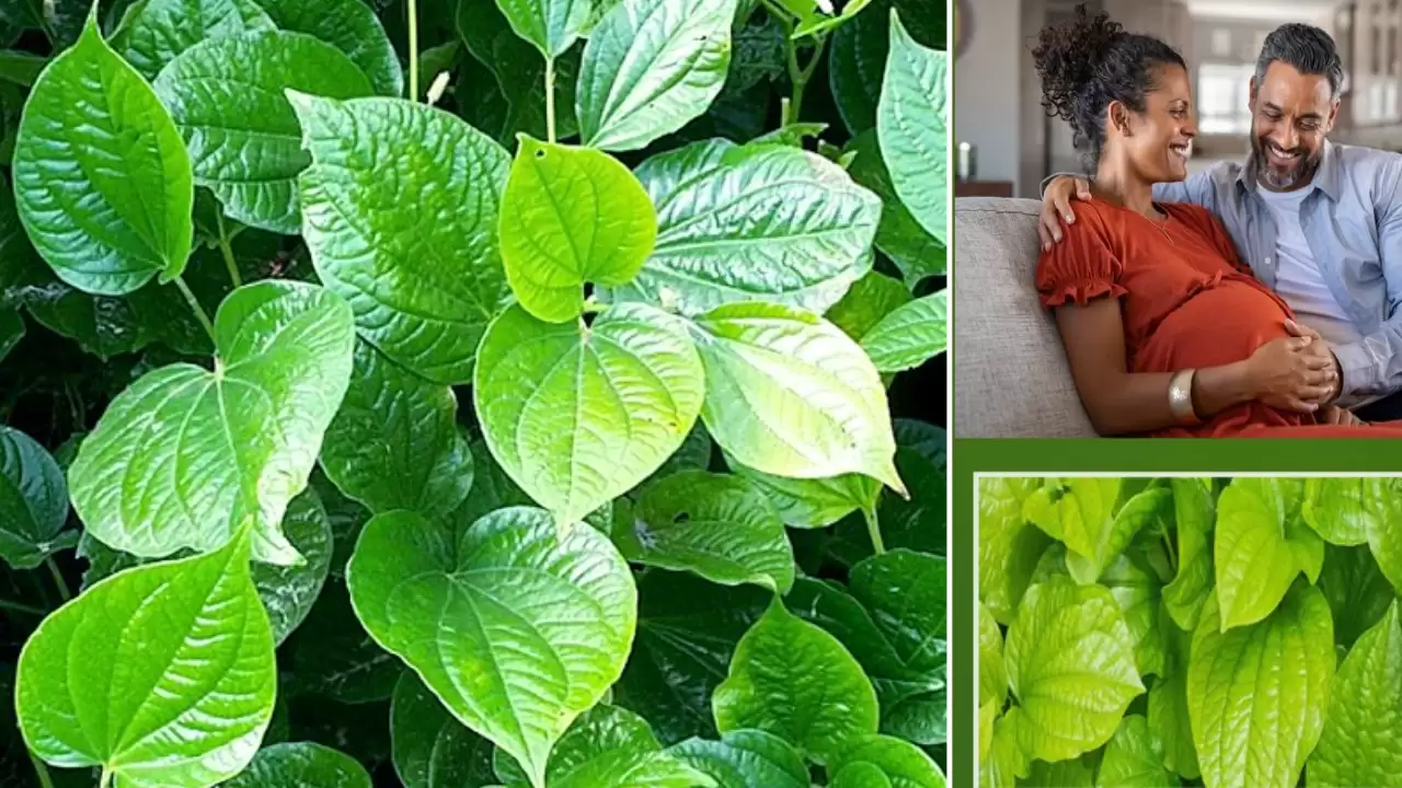 tamalapaku health benefits in telugu