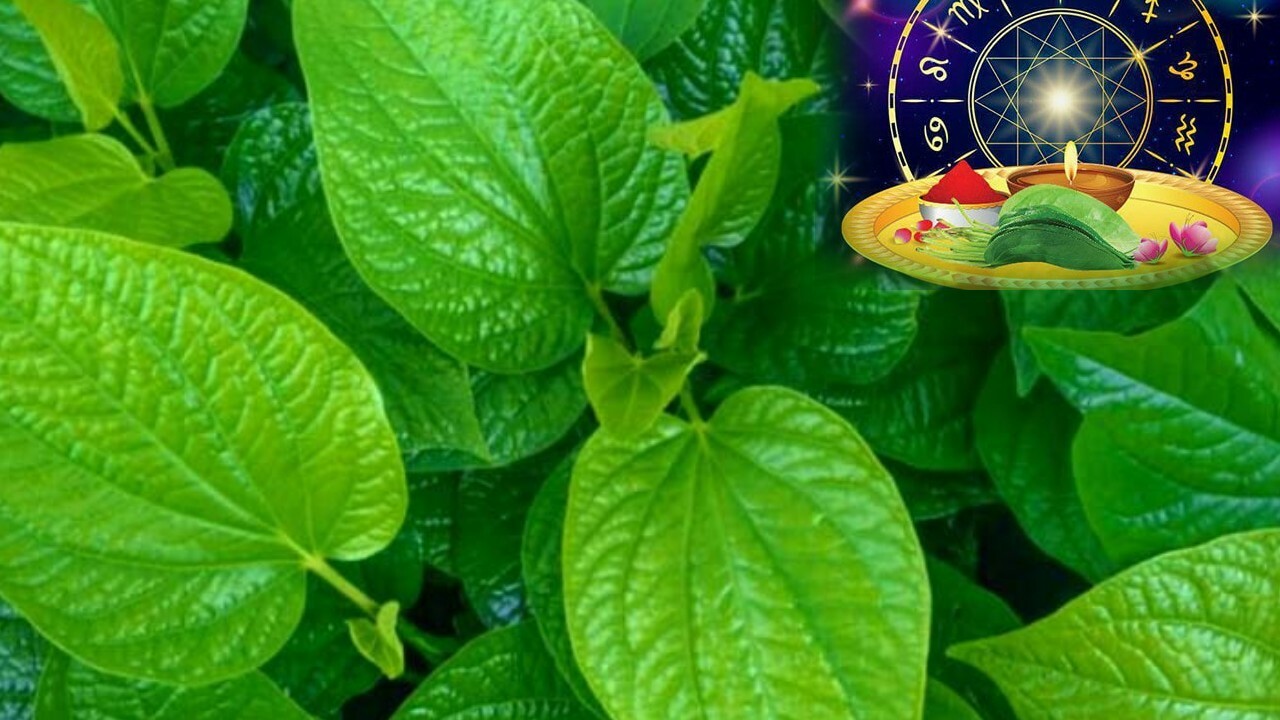 Betel leaf Astrology remedies in telugu