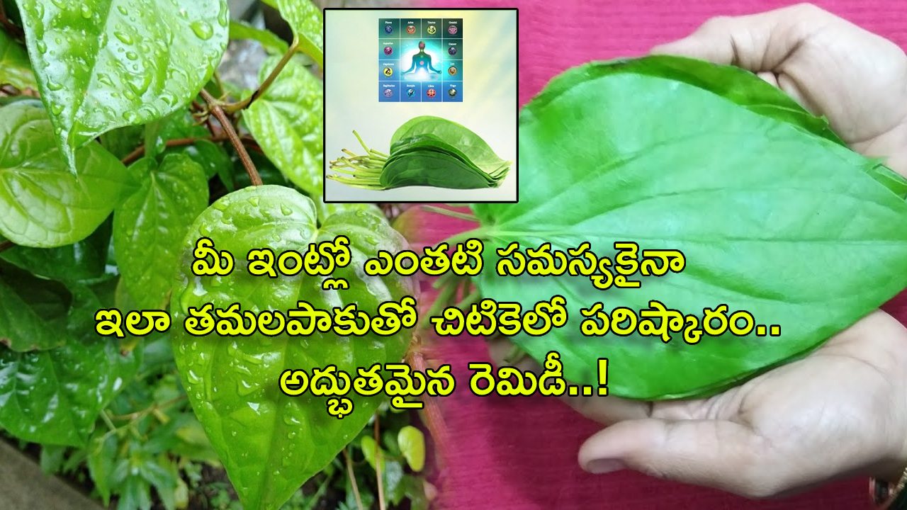 Betel leaf Astrology remedies