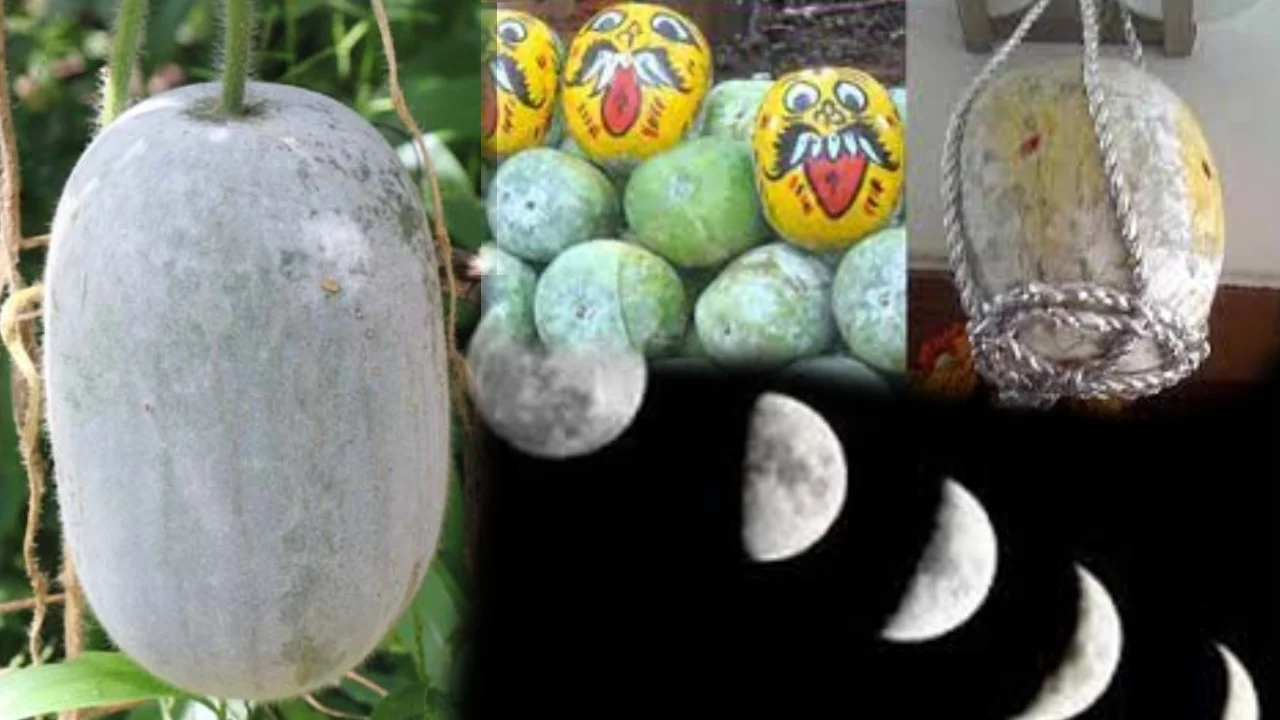 Guruvinda Ginja Benefits : అష్ట దరిద్రులు కూడా కుబేరులు చేసే అద్భుతమైన పరిహారం! Guruvinda Ginja Benefits : Guruvinda Seeds uses in Telugu