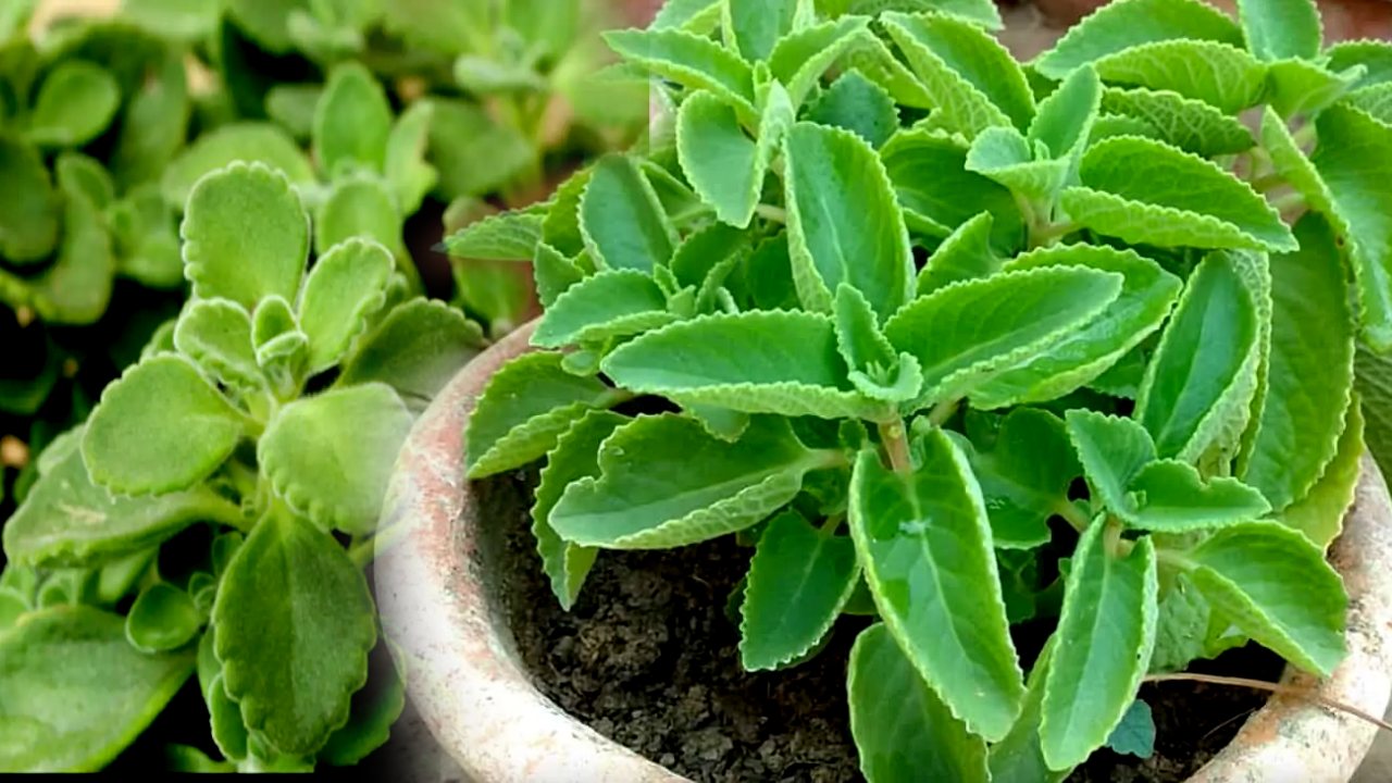 ajwain leaves health benefits in telugu