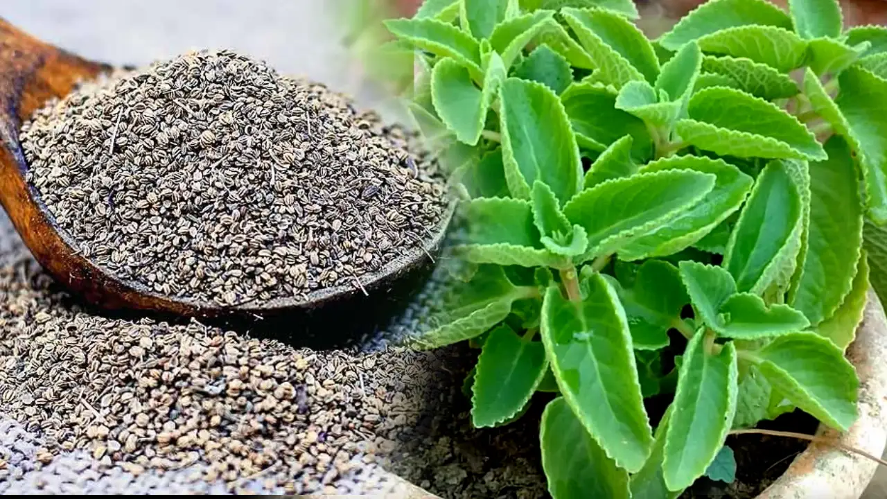 ajwain leaves health benefits in telugu