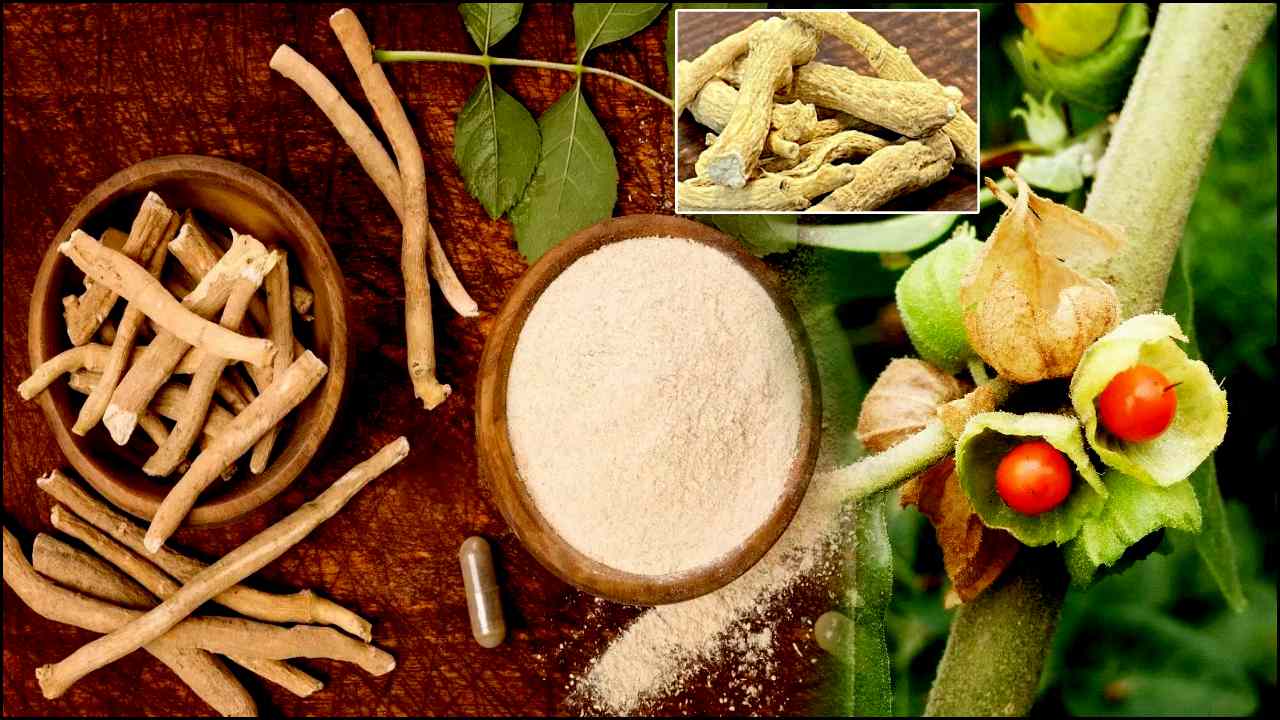 ashwagandha health benefits in telugu