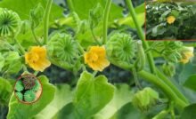 Atibala-plant-Atibala-plant-benefits in telugu