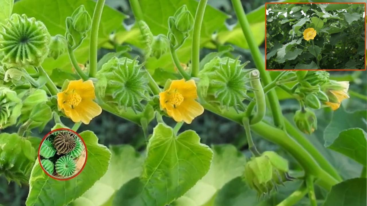 Atibala-plant-Atibala-plant-benefits in telugu