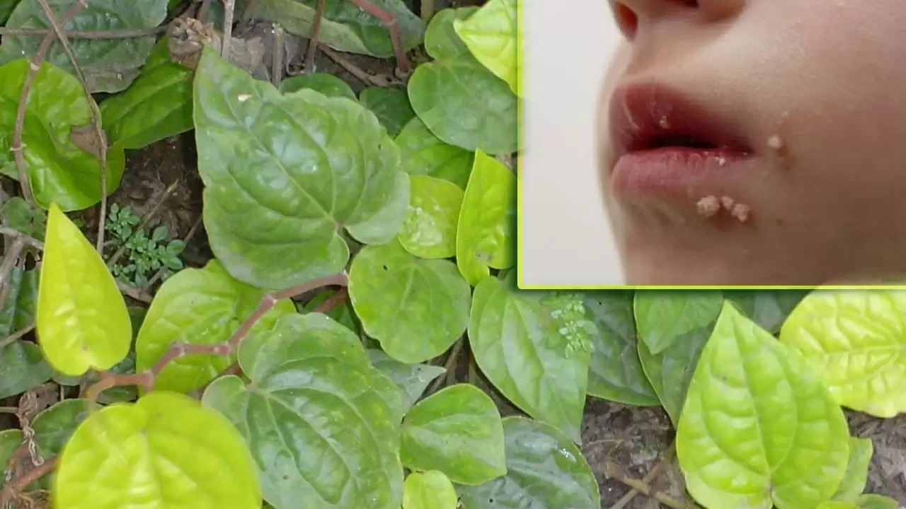 Pulipirlu Taggadaniki