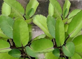 ranapala plant health benefits in telugu