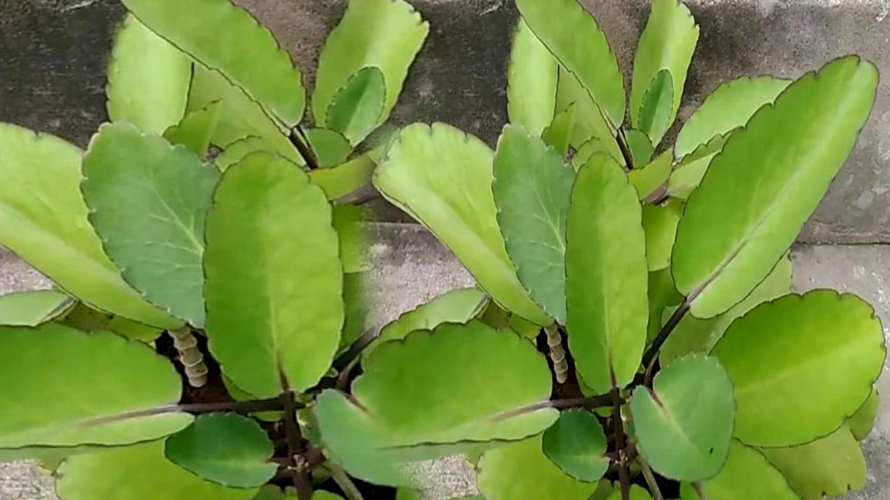 ranapala plant health benefits in telugu