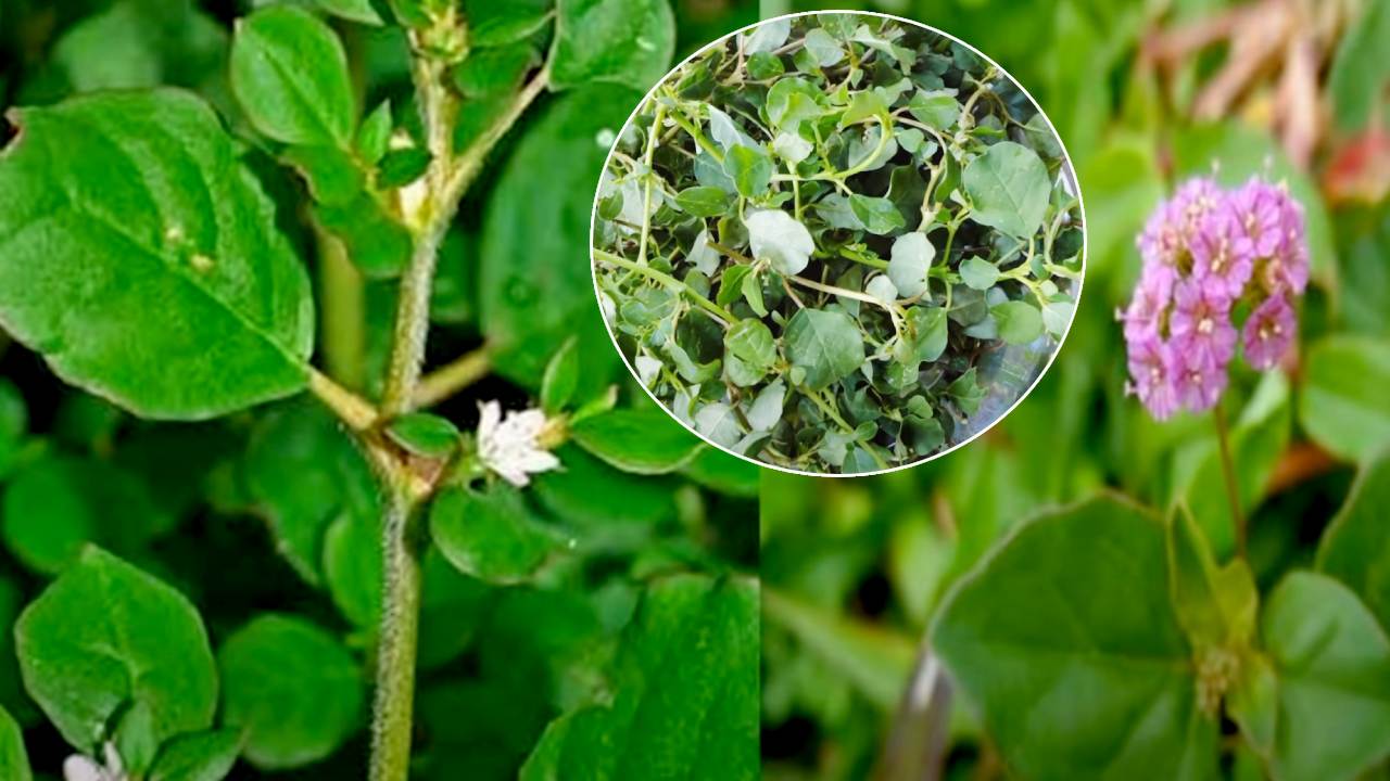 Tella Galijeru Plant benefits in telugu