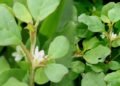 Tella Galijeru Plant benefits in telugu