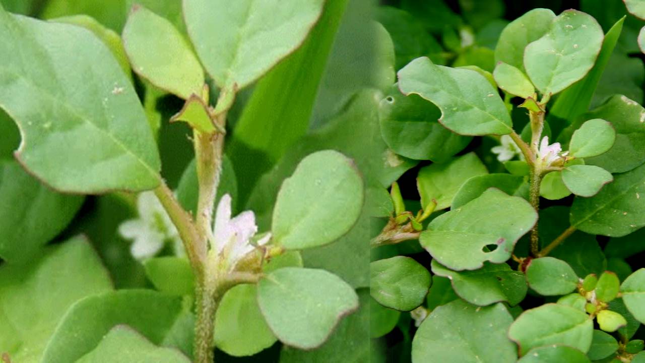 Tella Galijeru Plant benefits in telugu