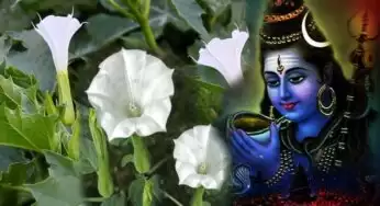 Lord Shiva Pooja : ఉమ్మెత్త పువ్వులతో పూజ చేయొచ్చా? ఏ దేవుడిని పూజిస్తే ఎలాంటి ఫలితాలు ఉంటాయో తెలుసా..?