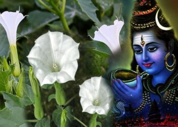 Lord Shiva Pooja with Ummetha Flower in telugu