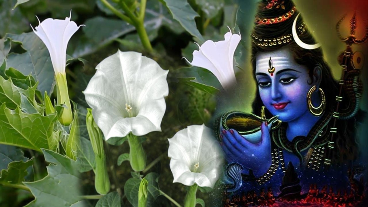 Lord Shiva Pooja with Ummetha Flower in telugu